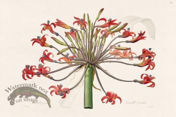 Les Liliacees Redoute 371